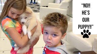 Bringing Home Pomsky Puppy!! Part 1!!