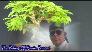 The Rising Ronin Bonsai