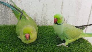 Funny Parrot Talking Video | Ringneck Parrot