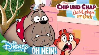 Trauer um Chap! | Chip und Chap: Das Leben im Park