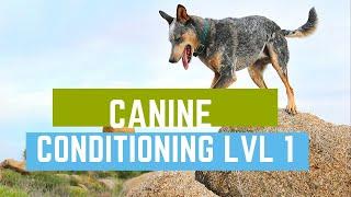 Get Your Dog in Shape with DMWYD Canine Conditioning Fitness Level 1