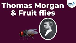 Genetics - Thomas Morgan & Fruit flies - Lesson 10 | Don't Memorise