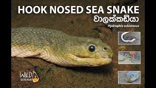 Hook Nosed Sea Snake | වාලක්කඩියා | Documentary Video