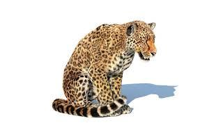 Leopard 3D Model Rigged and Animated with Fur