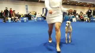 World Dog Show 2024 - FCI Group 10 Whippet Zagreb 25 04 2024