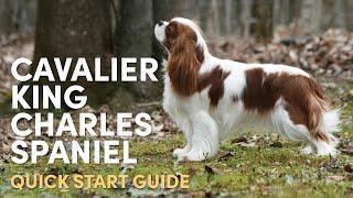Cavalier King Charles Spaniel Grooming Supplies (Quick Start Guide)