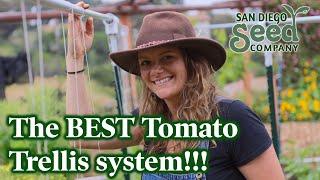 Don't bother growing tomatoes any other way! This trellis system is the BEST and CHEAP.