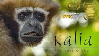 Kalia - The Lost Gibbon