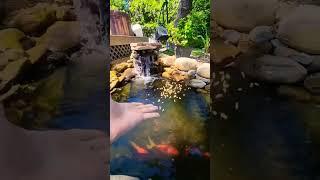 DIY Koi Fish Pond Backyard Goldfish Fantail Feeding Waterfall Fountain