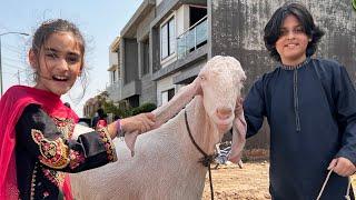 Bakra Eid Mubarak || First Day Celebration @MUSATANVEER