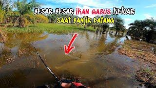 SPOT BANJIR!!!sambaran ikan gabus ganas ganas setiap lihat umpan lewat di makan