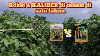 Cabai KALIBER vs ROKET