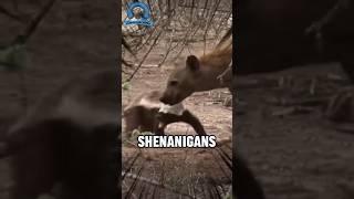 Day in The Life of a Honey Badger