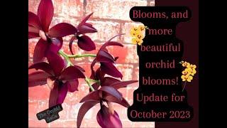 Beautiful orchid blooms! Update for October 2023! :D