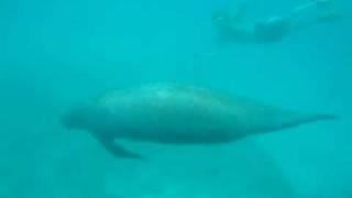 Swimming with a Manatee in Belize