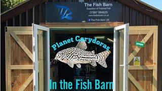 The Fish Barn.. Amazing Fish!