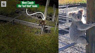  Is this Australia's most famous koala? Meet Claude the 'leaf thief'  | WWF-Australia