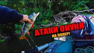 АТАКИ ОКУНЯ на ПОПЕР ! РИБАЛКА СПЛАВОМ ! ДЕНЬ 2