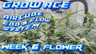 GROW ACE AIR CUBE EBB & FLOW SYSTEM  WEEK 6 FLOWER / SPIDER FARMER SE5000 LED GROW LIGHT / 4x4 TENT