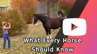 What Every Horse Should Know