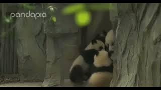 Panda family lunch time |Panda HappyLand