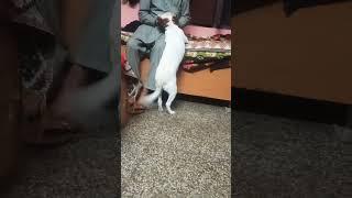 True Love Sardar jarnail singh cheema Rajpura with his puppy Sparkle #trendingshorts #animals