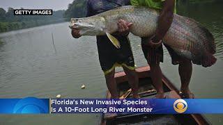 Florida's New Invasive Species Is A 10-Foot Long River Monster