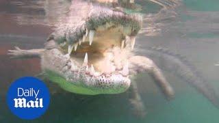 Crocodile snaps! Snap happy tourists swim with crocodiles - Daily Mail