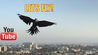 Freeflying Baby Hyacinth Macaw! LOVE AND HOPE FREE FYING TOGETHER!