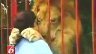 Lion Kisses a Man Amazing Video