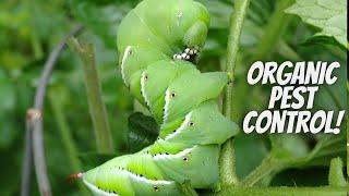 The Natural Way To Control Pests That Really Works!! | How To Use Neem Oil On Your Fruit Trees!!!