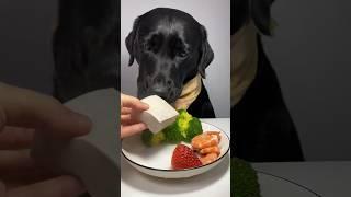 Dog eating cheese | Dog eating food| vegetarian dog | asmr @FxcWhiteblack #shorts