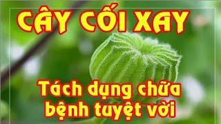 ĐIỆN BIÊN - Tác dụng của cây cối xay|Vị thuốc quanh ta