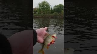 PERCH FISHNG. ABSOLUTE GRANITE MAN