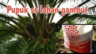 Lahan gambut pupuk ss