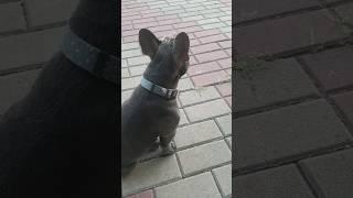 French Bulldog / Французский Бульдог #frenchbulldog #французскийбульдог #puppy #dog #BatmanSelina