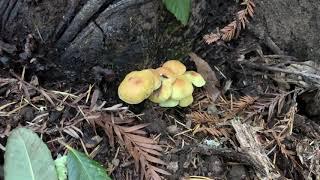 The sulphur tuft mushroom