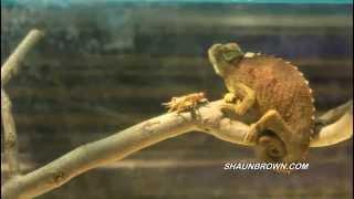 Chameleon lizard has fast tongue