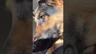 How my German Shepherd wakes me up!! #germanshepherd #reels