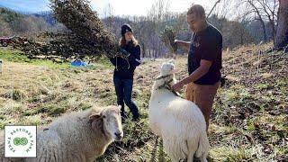 Still Buying Hay? Watch This!