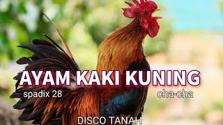 AYAM KAKI KUNING - SPADIX 28 CHA-CHA DISCO TANAH