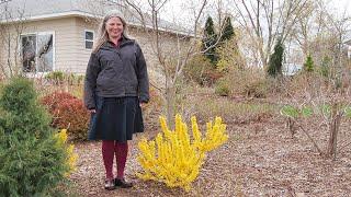 Which Forsythia is Right For You?