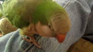 Oliver the Quaker Parrot Talking and Laughing