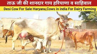 ताऊ जी की शानदार गाय ,Desi Cow For Sale Haryana , Cows in india For Dairy Farming ,