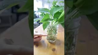 Water Propagation Magic: Growing  Money Plants with Ease! #shorts #indoorplants #easy