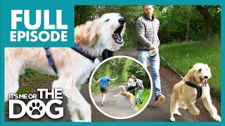 Lurcher is Completely Uncontrollable when Walking | Full Episode | It's Me or the Dog