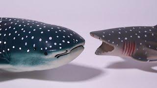 고래상어whaleshark의 크기는 얼마나 클까요? 상어 친구 찾기