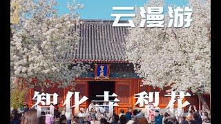 Beijing Walking Tour - Zhihua Temple China Travel 4K | 漫游开满梨花的智化寺，绝美千年寺庙