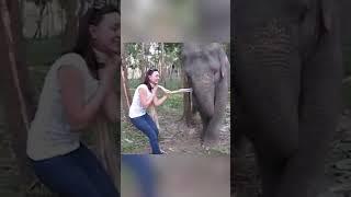 Hilarious Elephant Steals Woman's Scarf! #WorldAnimalDay #Elephants #Shorts