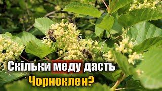 Скільки меду дає Чорноклен?